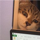 앙뚜 이미지