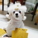 푸코펫 | 산책 필수템 푸쿠펫 강아지 배변봉투