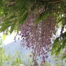 푸르른삶의노래 이미지