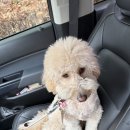 아지야 놀자 이미지