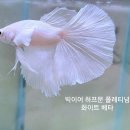 에코아트 이미지