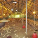 닭사랑농장 이미지