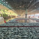 부산공동어시장 이미지