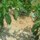 더 자라다 이미지