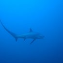 라파레이 이미지