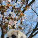 광판팔뚝김밥 이미지