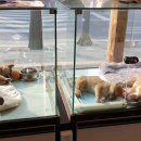 시바스럽 이미지
