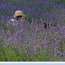 포천 허브아일랜드(라벤더 축제) 이미지