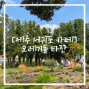 모레기동타잔 | [제주 서귀포 카페] 동화 속 카페 느낌, 모레기동타잔