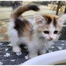 도그플레이스 이미지