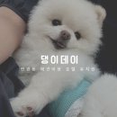 댕이 데이 이미지