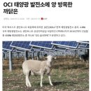방목태양광발전소 이미지