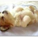 냥이멍이세상 이미지