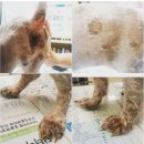 닥터 아이펫 동물병원 이미지