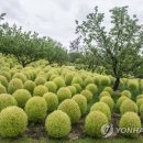 매화랜드 앞 이미지