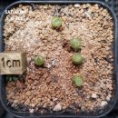 요미야 놀자 이미지