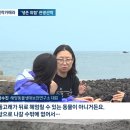 [JTBC 뉴스룸 / 밀착카메라] 다치고 소음 시달리고…'요트 투어'에 고통받는 남방큰돌고래 이미지