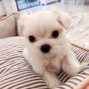 펫 갤러리아 이미지