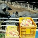 자연목장 이미지