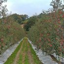 아침 이레 농장 이미지