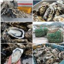 대저엽채산지유통센터 | 1/27(화) 도착! 킹크랩 시세 및 러시아대게 가격 파괴!놓치지 마세요!