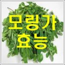 생명의 나무 모링가(Moringa)를 아시나요? 이미지