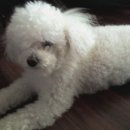 뉴욕동물병원 이미지