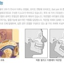 턱관절 구조와 턱관절 기능 이미지