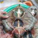 5월 11일(월) 목포는항구다 생선카페 판매생선[ (건조) 간재미, 참가자미 / 자반고등어(냉동) ] 이미지
