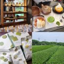[제주]오설록 티 뮤지엄 카페/구입한 디저트 후기