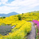 꽃동산 Daum카페