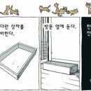 정신없는 새끼 고양이 단체 사진찍는 요령 이미지