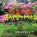 가요가요 유서방이 가요 이미지