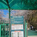 느티나무어린이공원화장실 | 2026 인천대공원 벚꽃 축제 남문 벚꽃길 후기