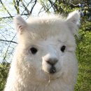 알파카(ALPACA)