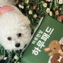 강아지의 하루 | 강아지배변패드 훈련방법 추천템 가성비 좋은 강아지 하루패드 사용후기