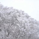 황정매점 Daum카페