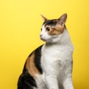 고양이 프로필 사진 촬영 [ 을지로 대림사진관 ] 방문후기 | 고양이 촬영시 주의사항