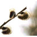 버들피리 이미지