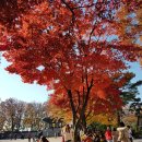 ＜서울 가볼만한곳 남산＞축복받은 도시 서울, 남산 가을단풍. 케이블카, 남산타워, 남산(목멱산, 종남산) 봉수대, 사랑의자물쇠 이미지