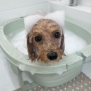 아뭉아뭉 반려견 미용실 이미지