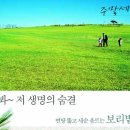 전국의 청보리밭 명소 이미지