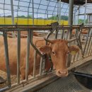 옥천한우농장 이미지