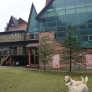 충남 서산 애견펜션 돌꽃펜션 잔디 강아지 운동장 및 수영장 방문 후기