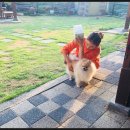 상신리코코네 이미지