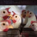 서경원농장 이미지