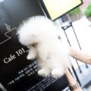 라페트 폼 이미지