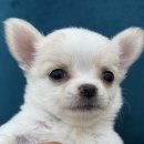 오마이퍼피 이미지