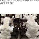 반려동물 고양이 강아지 필요한 영양소 챙겨주고 건강을 관리해 주자! 이미지