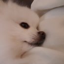 이쁜 똥강아지 이미지